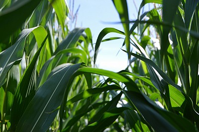 Our Agriculture Initiatives, engaging the soil.